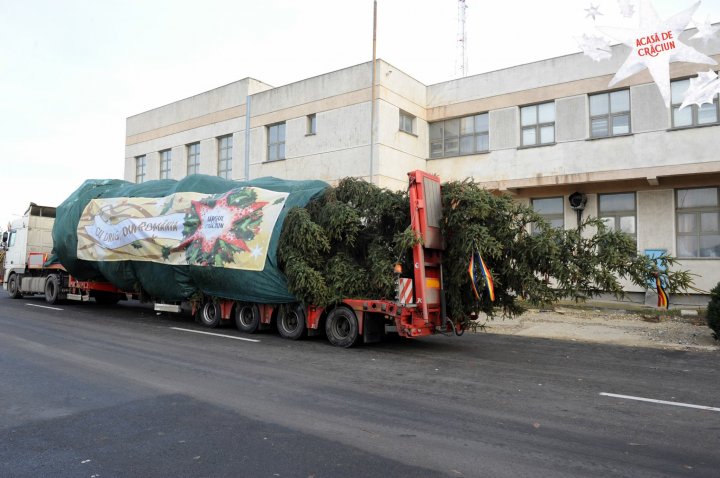 Bradul pentru Târgul de Crăciun a ajuns în Chişinău din munţii Carpaţi (FOTO)