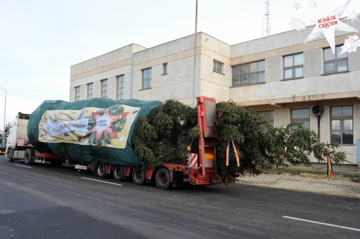 Bradul pentru Târgul de Crăciun a ajuns în Chişinău din munţii Carpaţi (FOTO)