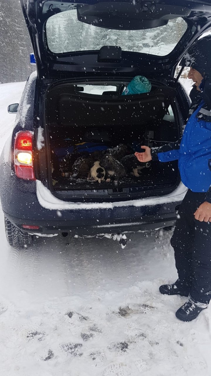 Erau ÎNGROPAŢI în zăpadă. Mai mulţi câini au fost salvaţi de la moarte în România (FOTO)