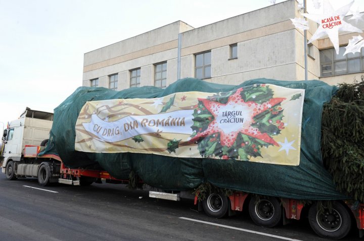 Bradul pentru Târgul de Crăciun a ajuns în Chişinău din munţii Carpaţi (FOTO)