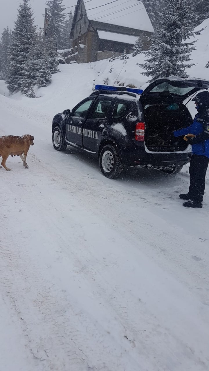 Erau ÎNGROPAŢI în zăpadă. Mai mulţi câini au fost salvaţi de la moarte în România (FOTO)