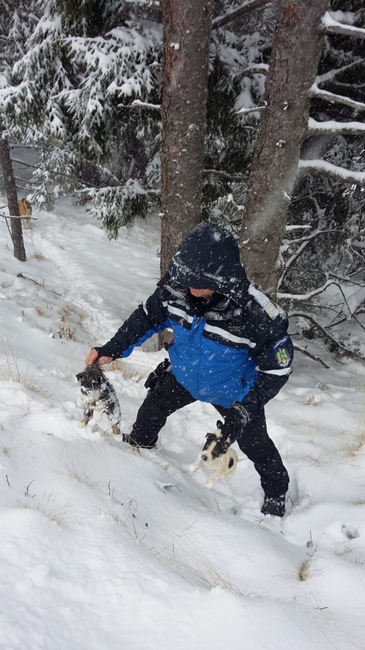 Erau ÎNGROPAŢI în zăpadă. Mai mulţi câini au fost salvaţi de la moarte în România (FOTO)