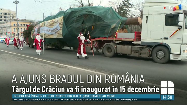 Bradul pentru Târgul de Crăciun a ajuns în Chişinău din munţii Carpaţi (FOTO)