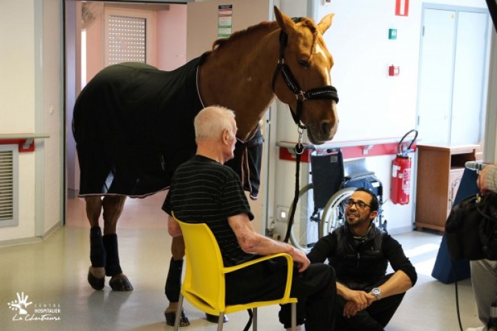 Calul terapeut care tratează bolnavii dintr-un spital (IMAGINILE FILMATE TE LASĂ FĂRĂ CUVINTE)