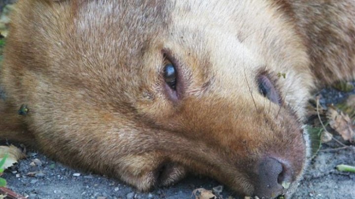 CAZ ȘOCANT în Drochia! Un câine fără stăpân a fost lăsat să moară în chinuri groaznice după ce ar fi fost otrăvit