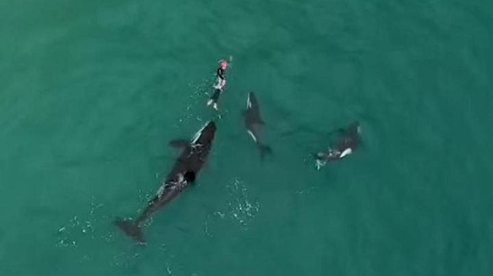 O dronă a capturat MOMENTUL TERIFIANT în care o înotătoare a fost încercuită de balene ucigașe (VIDEO)