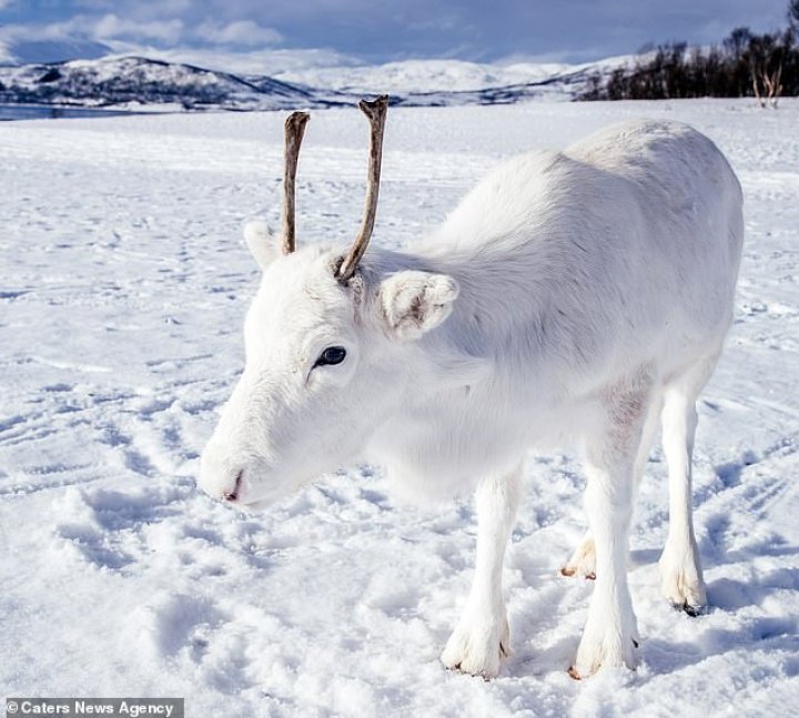 IMAGINI CARE FAC ÎNCONJURUL LUMII. Un pui de ren alb, extrem de rar, suprins de un fotograf în Norvegia  