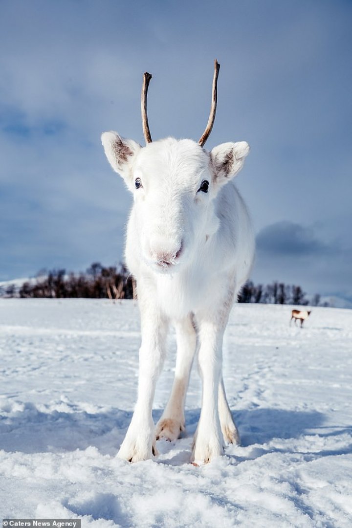 IMAGINI CARE FAC ÎNCONJURUL LUMII. Un pui de ren alb, extrem de rar, suprins de un fotograf în Norvegia  