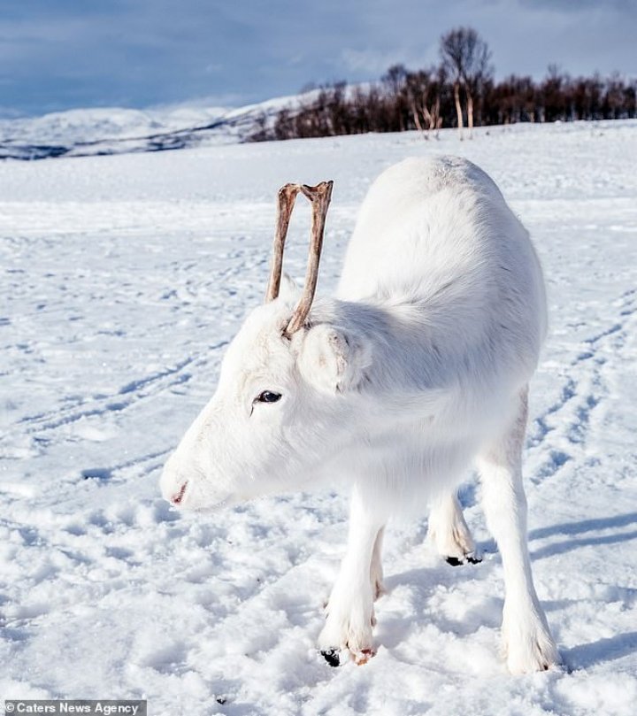 IMAGINI CARE FAC ÎNCONJURUL LUMII. Un pui de ren alb, extrem de rar, suprins de un fotograf în Norvegia  