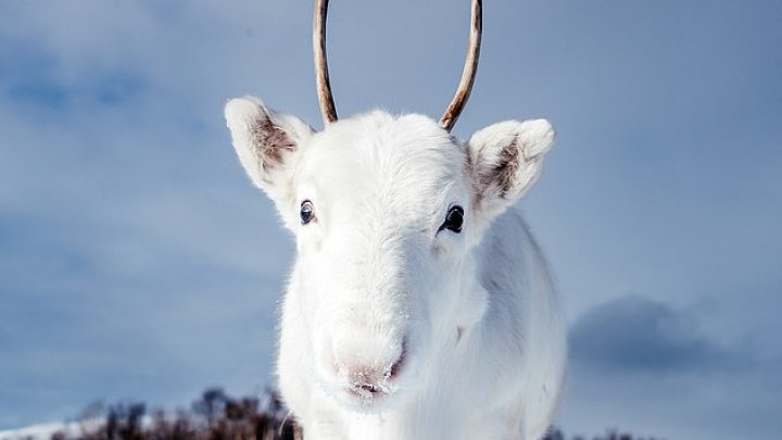 IMAGINI CARE FAC ÎNCONJURUL LUMII. Un pui de ren alb, extrem de rar, suprins de un fotograf în Norvegia  