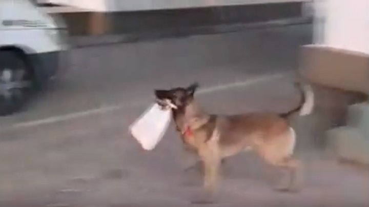 Lachi şi-a luat în serios misiunea. Patrupedul Poliţiei de Frontieră a împărţit mere şi felicitări călătorilor (VIDEO)