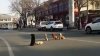 EMOŢIONANT! Patru câini blochează traficul, apoi șoferii își dau seama că protejează corpul unui prieten lovit de mașină (VIDEO)