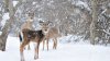 Animalele sălbatice din păduri au un meniu special pe timp de iarnă. Ce le-au pregătit pădurarii
