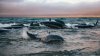 200 de balene, găsite moarte în ultimele șapte zile! Explicația dată de oamenii de știință (VIDEO)