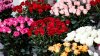 AFACERE ÎNFLORITOARE. Două tinere din Chişinău şi-au deschis o florărie