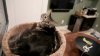 Chiriașii perfecți: Două pisici locuiesc SINGURE într-un apartament de lux