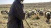 FILMUL unei crime ca în Mioriţa. Un cioban din Sălcuţa Nouă, UCIS ÎN BĂTAIE de alţi doi păstori