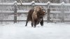 Familia animalelor din Pădurea Domnească, CREȘTE. Vor fi aduşi patru ZIMBRI şi câţiva CERBI (FOTOREPORT)