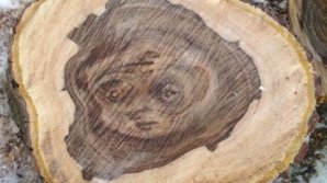 Chipul unei FETIȚE, pe tuplina unui NUC bătrân din Drochia. Stăpânii cresc șapte copilași orfani (VIDEO)