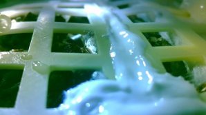 Dezamăgire pentru cercetătorii chinezi: Bumbacul, încolţit câteva zile în urmă, a murit