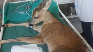 Şofer cu INIMĂ DE MONSTRU. A lovit cu maşina o căprioară pe şoseaua Chişinău-Bălţi şi a fugit. Medicii luptă pentru a o salva