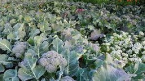 Leguma-minune care te ajută să previi cancerul