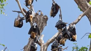 VREME TORIDĂ în Australia: Circa 3.000 de lilieci şi sute de mii de peşti au murit (IMAGINI SUMBRE)