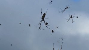 Scene desprinse parcă din filmele de groază: În Brazilia plouă cu păianjeni (VIDEO)