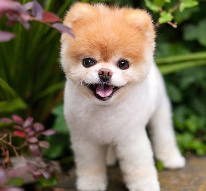 A murit "BOO POMERANIANUL", cel mai frumos câine din lume (FOTO)