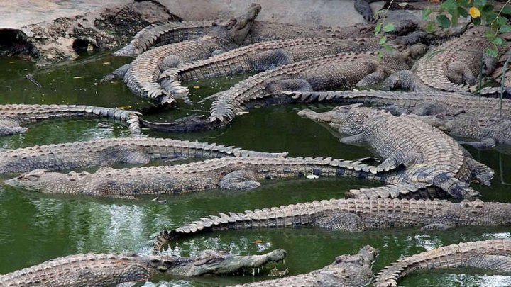 PANICĂ în Australia. Crocodilii au ieșit pe străzi, după ce a plouat șapte zile cât într-un an întreg (VIDEO)