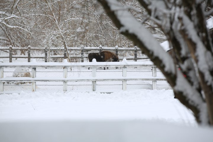 Familia animalelor din Pădurea Domnească, CREȘTE. Vor fi aduşi patru ZIMBRI şi câţiva CERBI (FOTOREPORT)