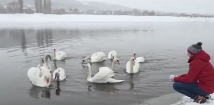 FRUMUSEŢE RARĂ pe Nistru, în apropiere de Soroca. Zeci de LEBEDE, o adevărată atracţie pentru localnici (FOTO)