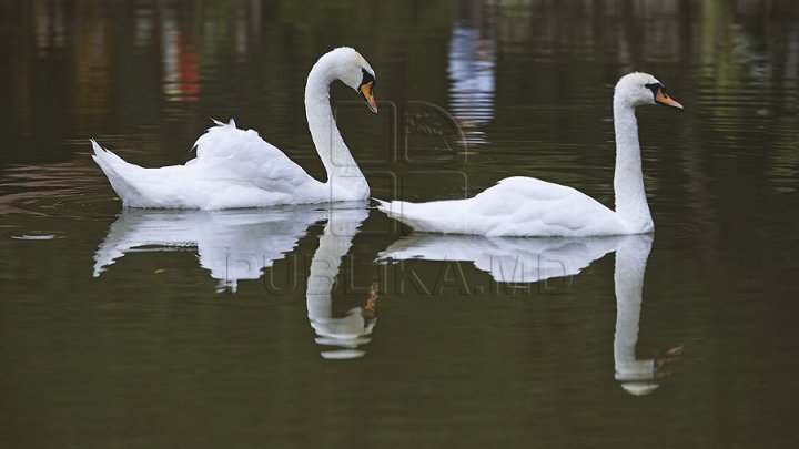 FRUMUSEŢE RARĂ pe Nistru, în apropiere de Soroca. Zeci de LEBEDE, o adevărată atracţie pentru localnici (FOTO)