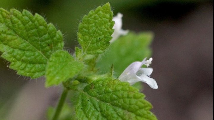 Planta anti-Alzheimer. Beneficiile roiniţei