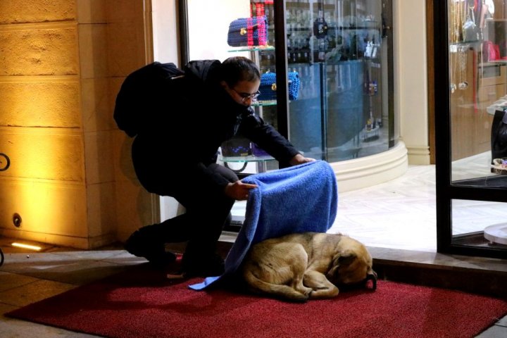 Gestul EMOŢIONANT al unui medic. Bărbatul înveleşte ANIMALELE din stradă, ca acestea să nu îngheţe (FOTO)