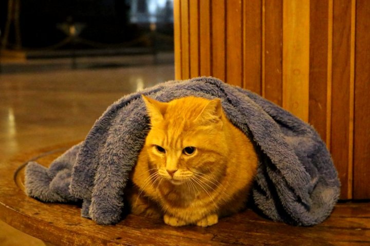 Gestul EMOŢIONANT al unui medic. Bărbatul înveleşte ANIMALELE din stradă, ca acestea să nu îngheţe (FOTO)