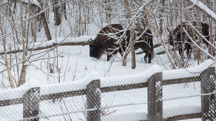 Familia animalelor din Pădurea Domnească, CREȘTE. Vor fi aduşi patru ZIMBRI şi câţiva CERBI (FOTOREPORT)