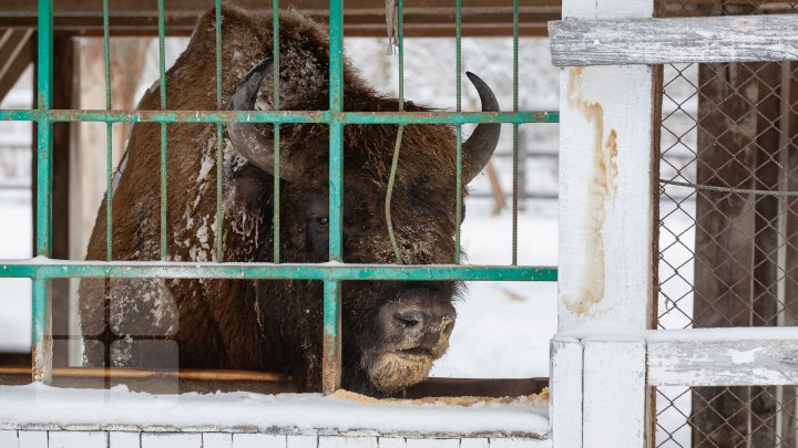 Familia animalelor din Pădurea Domnească, CREȘTE. Vor fi aduşi patru ZIMBRI şi câţiva CERBI (FOTOREPORT)