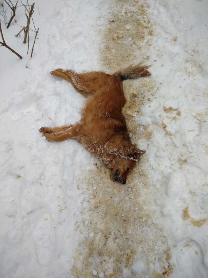 GEST INUMAN: Câțiva câini de pe șoseaua Balcani din Capitală, otraviți (FOTO)