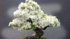 Un HOȚ de POMI a furat un bonsai în valoare de 100 DE MII de dolari în Japonia