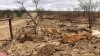 Dezastru în Australia. Mii de bovine au murit în urma inundaţiilor catastrofale (IMAGINI CU PUTERNIC IMPACT EMOŢIONAL)