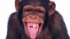 ”Nu fugi, maimuță mică și rea!”: Reacția unui copil la ESCAPADA cimpanzeilor dintr-o grădină zoologică din Belfast (VIDEO)