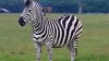 STUDIU: Dungile zebrelor provoacă aterizări necontrolate ale muştelor 