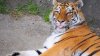 Şi tigrul e pisică. Reacţia amuzantă a unei feline care a căzut în lac a ajuns VIRALĂ (VIDEO)
