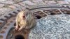 Pompierii germani au salvat un şobolan mult prea gras ca să iasă din canalizare (VIDEO)