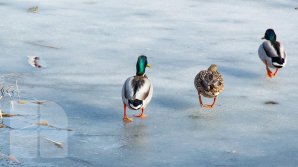 Vremea se va răci simţitor, la sfârşitul acestei săptămâni. Cât de frig va fi