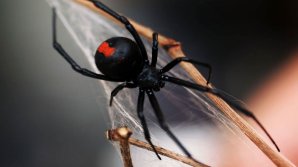 A fost descoperită o nouă specie de PĂIANJENI VENINOŞI. Ce continent inhabitează aceştia (VIDEO)