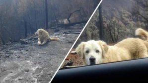 Un câine dispărut în timpul incendiului devastator din California, găsit după 101 zile