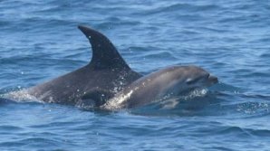 Întâmplare emoţionantă surprinsă pe coasta Noii Zeelande