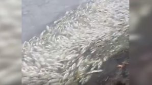 Dezastru ecologic: Un covor de pești morți, la suprafața unui lac din Cimișlia. Cauza, necunoscută încă